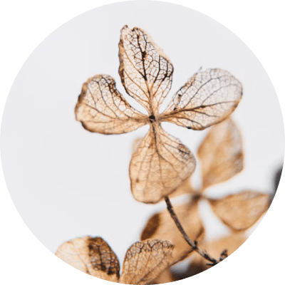 ドライにした紫陽花の花びらのアイコン画像（ベージュのくすみカラー）